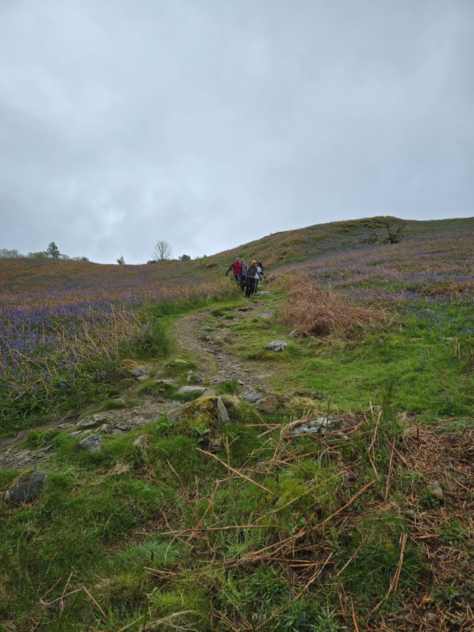 A person walking along a narrow path through purple flowers on a cloudy day.