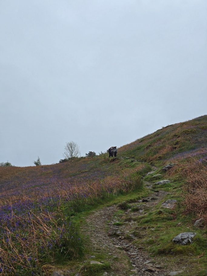 Rocky path through fields of purple flowers under a cloudy sky.