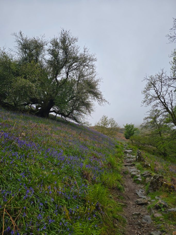 A path through a hillside covered in purple flowers under a cloudy sky.