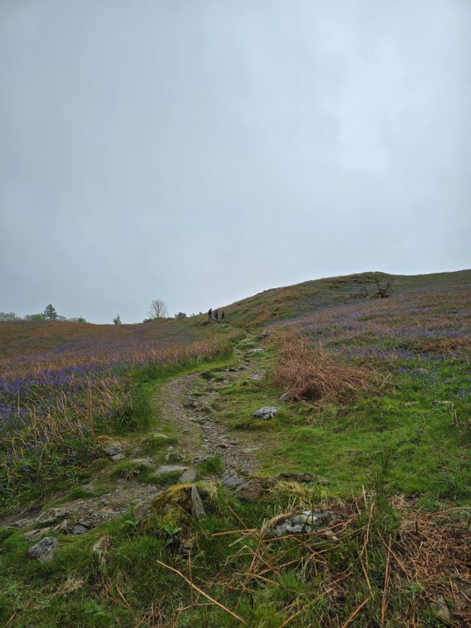 A winding path through a grassy field with purple wildflowers under a cloudy sky.