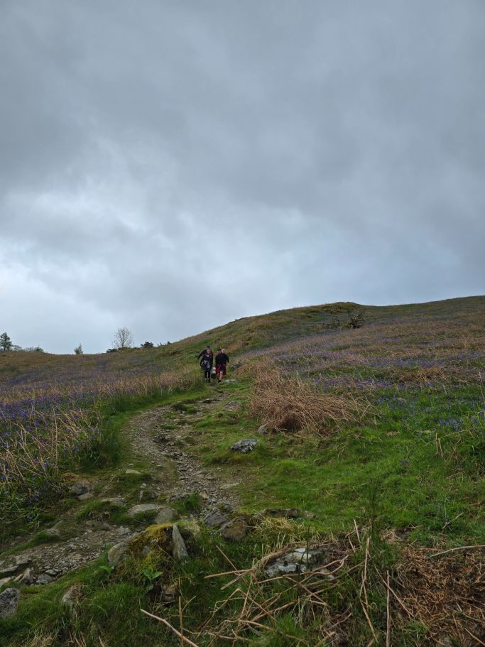 Person walking along a path through purple flowering hills under a cloudy sky.